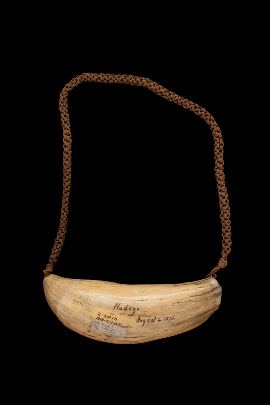 Large whale tooth (tabua) hung on a braided cord of coir