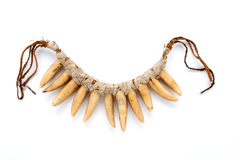 Eleven whale teeth pierced at the top and strung on a cord formed of 4 strands of 3-ply plaited coir and thin length of cane.