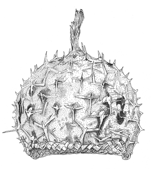 A black and white line drawing of a puffer fish helmet, which is spiky and round.