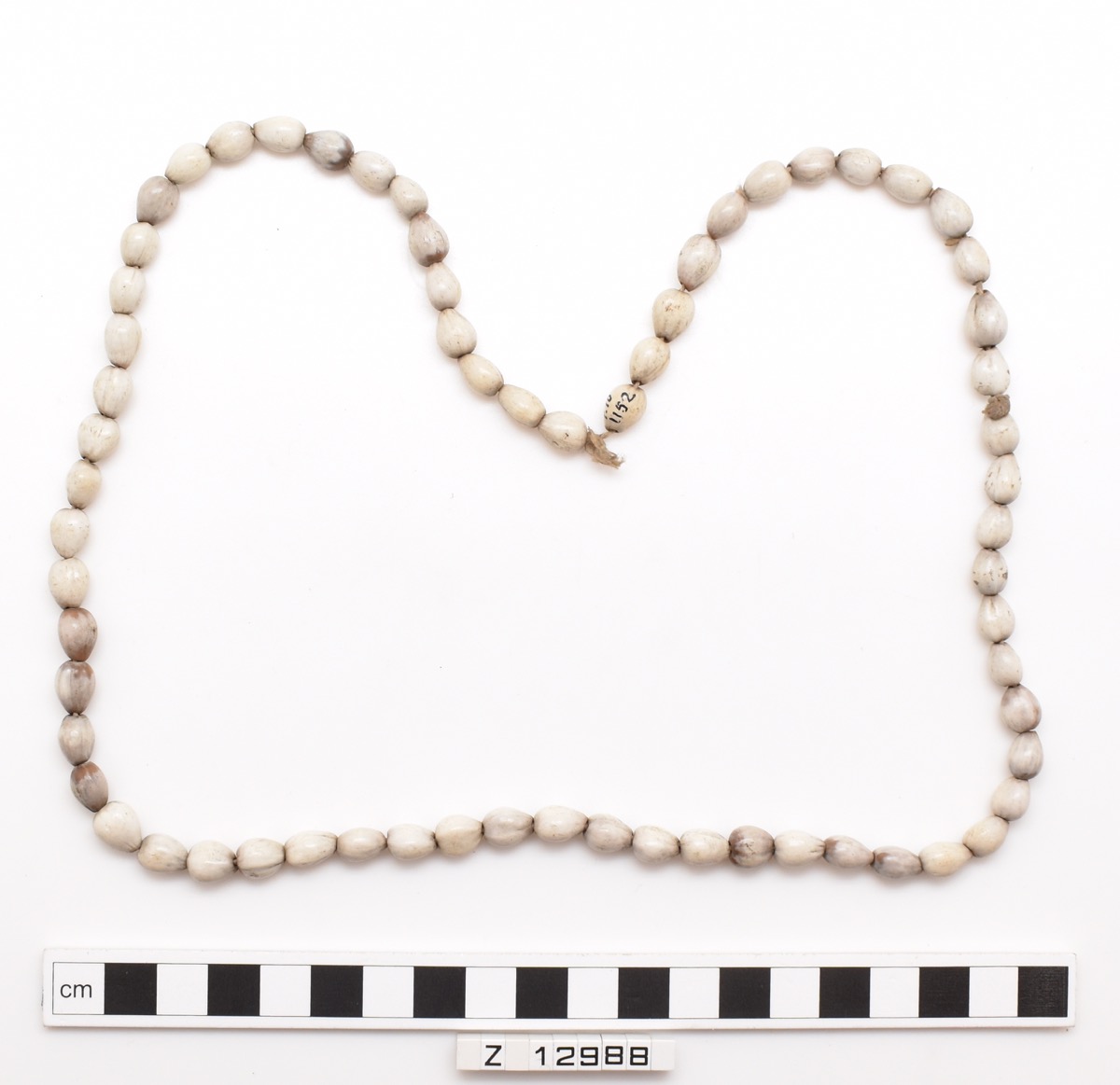 Necklace of cylindrical beads in white or cream colour, strung on cord. No spacing between beads. Medium - long in length, laid flat in a studio photo