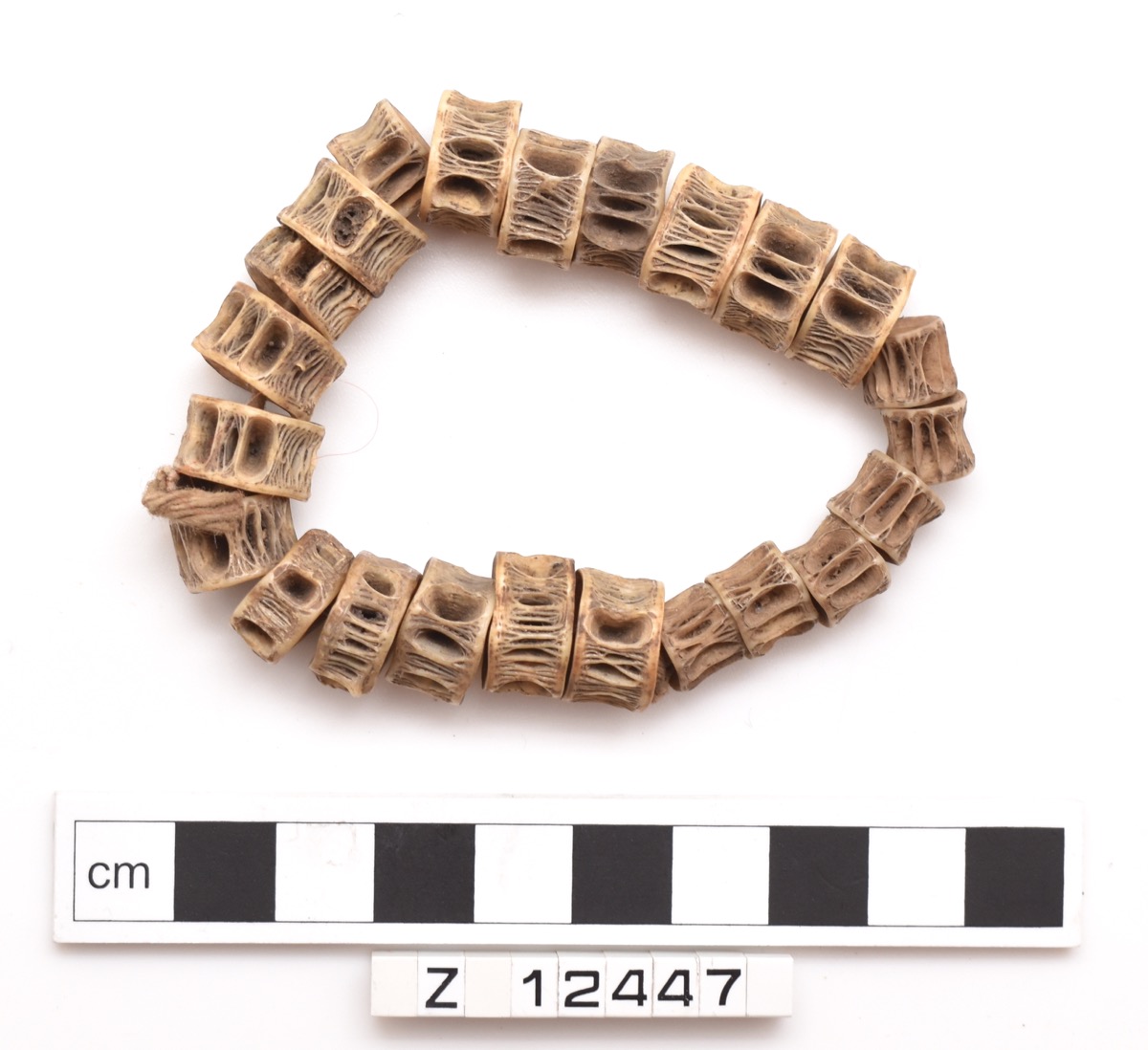 Bracelet of 23 fish vertebrae strung on a length of cotton.