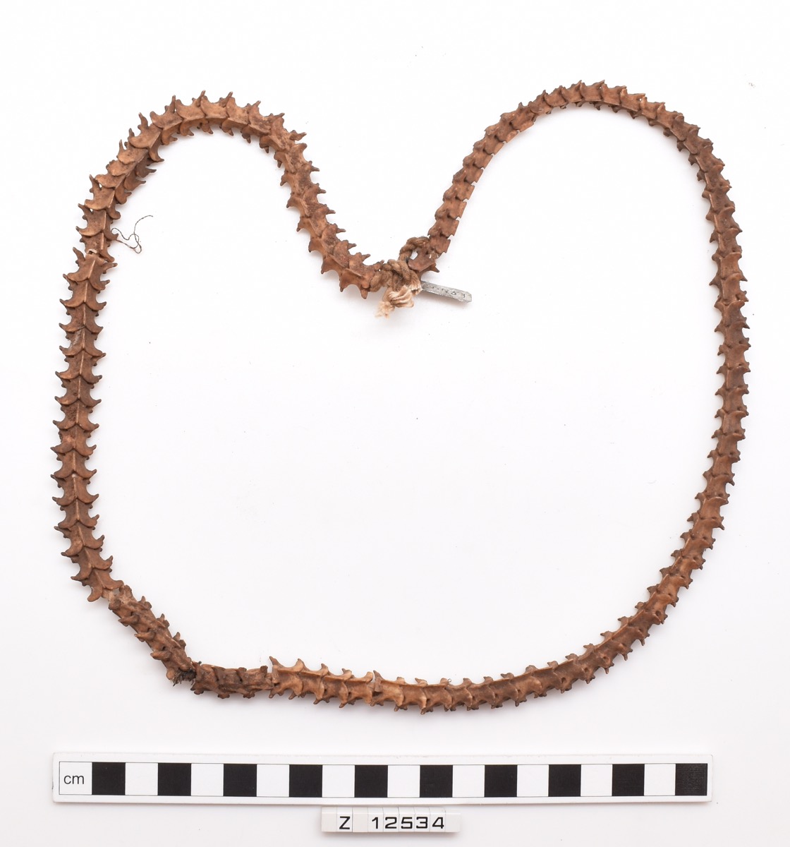 Necklace of 100 snake vertebrae strung on cotton. Some vertebrae appear fused together. Mid brown in colour and medium length necklace.