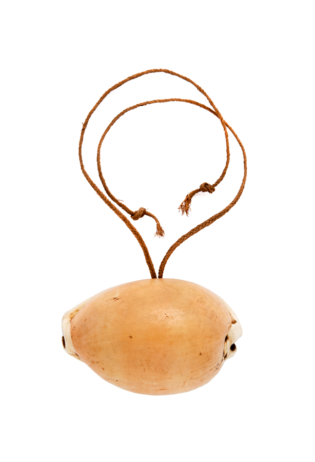  Large golden cowrie shell pendant ornament. 