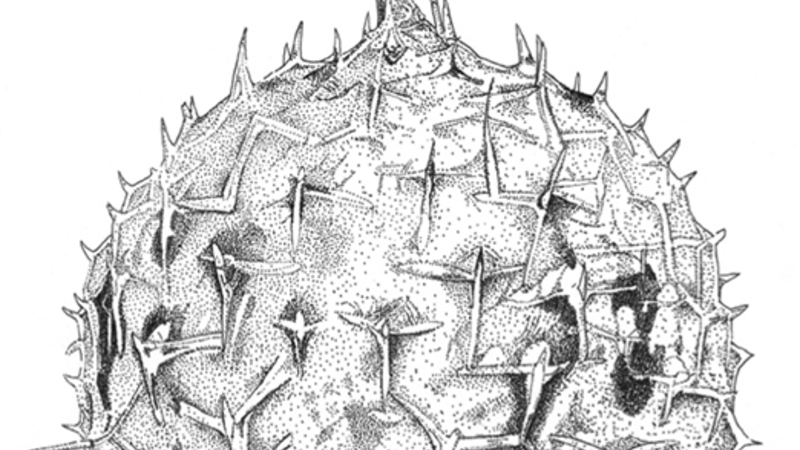 A black and white line drawing of a puffer fish helmet, which is spiky and round.