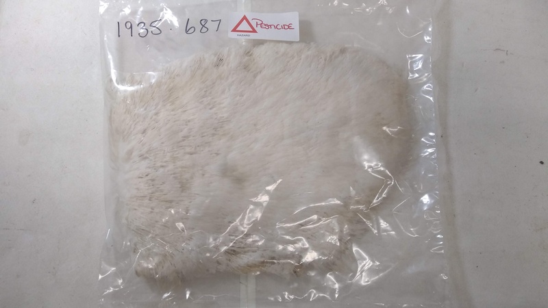 A piece of pelican skin covered in feathers and stored in a plastic bag marked with a pesticide warning.