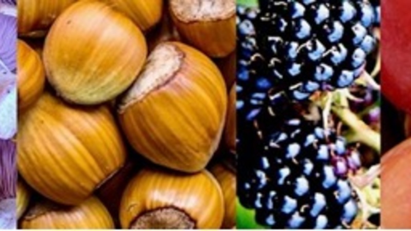 Details of mushrooms, hazelnuts, blackberries and apples.