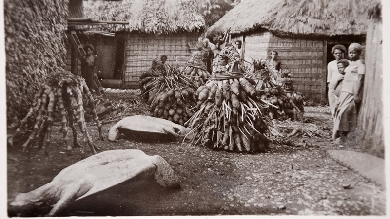 Two turtles and piles of root vegetable, tied up, lie in front of houses, with people standing nearby