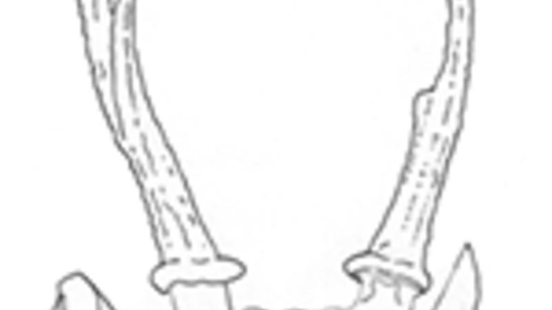 Line drawing of a demon mask from Myanmar. The mask has an intimidating face, horned ears, and antlers.