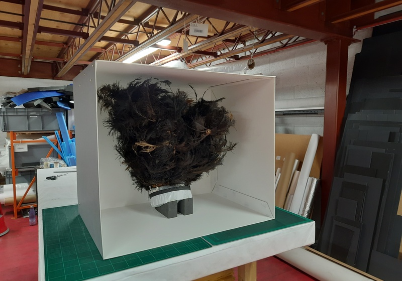 A large headdress made from black ostrich feathers which has been secured to a mount and placed in a box which is open on one side, ready to be moved across Cambridge.