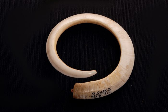 A pendant of a pigs tusk, the base of which is pierced with two small holes for a neck cord to be secured.