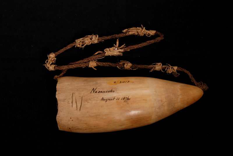 Whale tooth hung on a cord. A small white glass bead is also woven into the cord. Three small incisions visible near the base and inscriptions 'Nasaucoko', 'August 11 1876', 'Z 3017' visible.