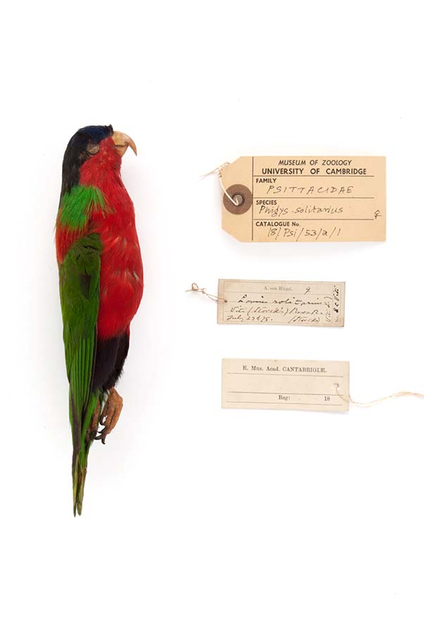 Red and black bird specimen with green plumage and wing, lying on its side. There are three museum catalogue tags next to it, identifying it as from the University of Cambridge Museum of Zoology.