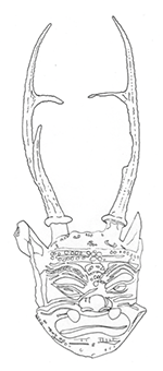 Line drawing of a demon mask from Myanmar. The mask has an intimidating face, horned ears, and antlers.