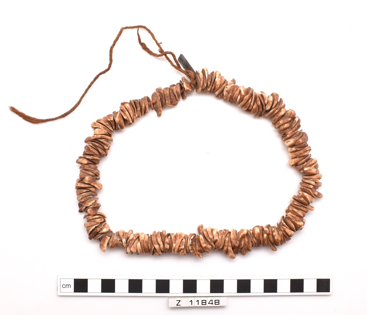 Necklace of 225 shell beads, a brown-orange in colour. Irregularly shaped pieces of shell with a drilled hole strung onto a length of cotton.